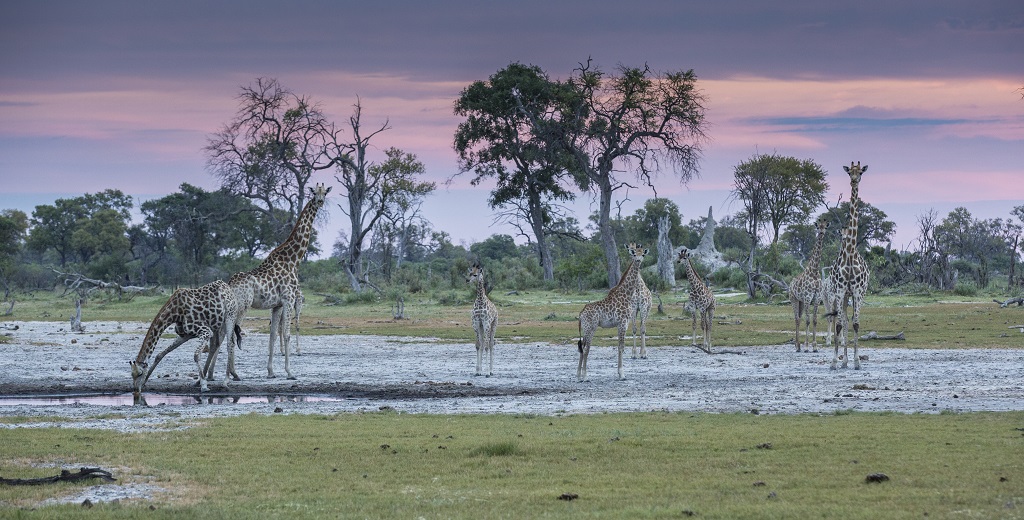 Giraffes at sunset okavango delta-Botswana.jpg